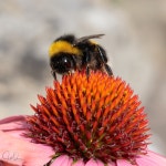 White-tailed bumblebee | JDO | Blipfoto White-tailed bumblebee | JDO