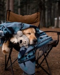 dog, brown 그리고 forest We Heart It의 이미지