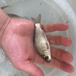 호떡삼킨붕어이야기 | 붕어