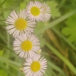 봄망초