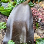 다시마
