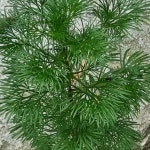 야산청결참쑥 | 쑥
