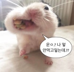 한주네밥집 | 햄스터 말풍선 짤 방출 스압
