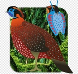 Temminck's tragopan Bird Beak Art Jewellery, Bird, animals, chicken png | PNGEgg