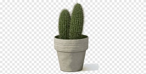 Cactus, Cactus png | PNGEgg