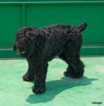 Flickriver: golbenge (골뱅이)'s photos tagged with animal