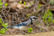 Blue Jay: Cyanocitta cristata - a photo on Flickriver