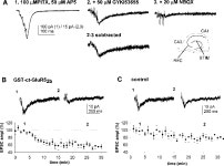 Rapid and Differential Regulation of AMPA and Kainate Receptors at Hippocampal Mossy Fibre Synapses by PICK1 and GRIP | Semantic...