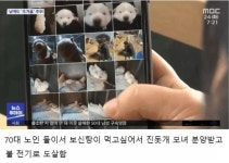 보배진돗개판매장 | 진돗개 모녀 분양후.. | 보배드림 베스트글