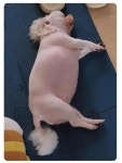 살이 너무 찐거 같아서 털 밀었는데 | 보배드림 신유머/이슈/움짤