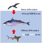 고등어 등이 푸른 이유.jpg | 보배드림 베스트글