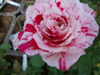 Photo of the bloom of Rose (Rosa 'Scentimental') posted by Paul2032 - Garden.org Photo of the bloom of Rose (Rosa 'Scentimental')