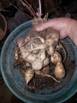 Photo of the roots of Ipomoea hieronymi posted by Gerris2 - Garden.org Photo of the roots of Ipomoea hieronymi