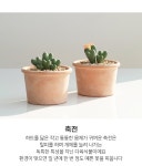 사랑스러운 다육식물 축전 EV 토분 : 다육식물 - 엑스플랜트