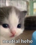 Neutral Hehe | Hehe Cat | Know Your Meme Neutral Hehe | Hehe Cat