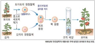 진마토그래피 | 포마토 - 나무위키 포마토