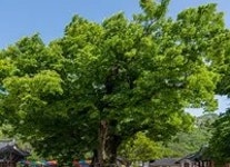 개령서부구판장 | 개령서부초등학교 - 나무위키 개령서부초등학교