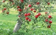 사과나무 - 나무위키 사과나무