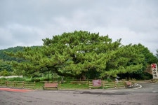 Foto aus Naver-Suchergebnissen 6
