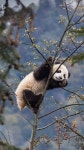 200개의 Bao 🫶🏻 아이디어 | 자연 사진, 판다, 동물