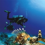 씨앤(SEA N)스쿠버 | 37 best Ocean. images on Pinterest | 다이빙, 스노클링 및 스쿠버 다이빙 Ocean.