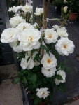 Flores y más에 있는 Lilia Zurita님의 핀