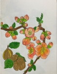 Quince 마르멜로, 유럽모과