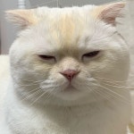 하동왕만두호빵 | 편의점에서 파는 호빵같이 생겨가지고 … 편의점에서 파는 호빵같이 생겨가지고 #호빵 #찐빵 #왕만두 #순무 #SoonMoo Source