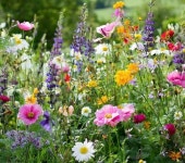 정희네정원이야기 | Pin by 정희 on 꽃 사진 | Beautiful flowers, Wildflower garden, Flower garden