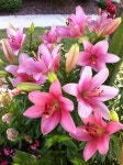 Pin by 종화 이 on Цветы | Pretty flowers, Planting flowers, Love lily