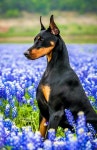 Doberman에 관한 149개의 최상의 Pinterest 이미지 | 강아지, Doberman puppies 및 Doberman pinscher Doberman