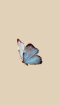 Pin by 밍밍 on 나비 | Butterfly wallpaper iphone, Aesthetic iphone wallpaper, Butterfly wallpaper