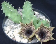 일월이십일;캄파니아 | Huernia campanulata | 식물