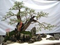 중원분재.조경농원 | Image from http://www.happybonsai.com/wp-content/uploads/2010/06/Bonsai-Figurine-Mudman-103.jpg. | 조경, 조경 디자인