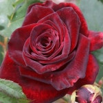 꽃 por 철수 조 | Rosas púrpuras, Rosas bonitas, Rosas