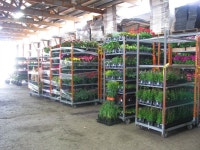 제피로스플라워&조경 | Racks full of plants waiting to be shipped! | 조경