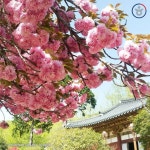 파고다관광여행사주 | Pagoda에 있는 Tran Vivian님의 핀 | 가족 여행, 관광, 난