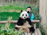 Pin page Pin on 熊貓福寶복보 in 2024 | Panda