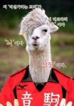 Haikyuu!! Alpaca Character with Red Jersey | 하이큐 병맛 짤, 배구 배경화면, 켄마 배경화면