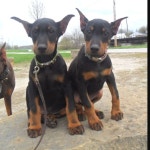 Pets에 관한 9개의 최상의 Pinterest 이미지 | 강아지, 도베르만 및 Doberman puppies Pets