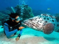 씨앤(SEA N)스쿠버 | 37 best Ocean. images on Pinterest | 다이빙, 스노클링 및 스쿠버 다이빙 Ocean.