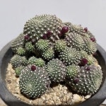 레트파이 - 선인장(Cactus)