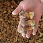 뉴레파아가리쿠스 | 협심증, 동맥경화증, 백혈병, 폐혈증, 폐암, 강심, 반신불수질병에 효험있는 아가리쿠스