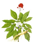삼락한약초&허브 | Pin page Botanical에 있는 Cookie님의 핀 | 허브, 약초, 식물