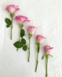 Pin van 𝔼 𝕗 𝕚 𝕝 op A Florist Th㉫m㉫ in 2023 | Rose, Roos