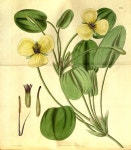 botanical prints에 있는 Sunju Choe님의 핀