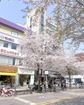 휘게 인 신촌(HYGGE IN SINCHON) | DENISE 🌸 on Instagram: "Sinchon Cherry Blossoms 🥰🌸🌸🌸 Take Exit 1,2,3 or 4 of Sinchon Station (신촌역) in Seoul...