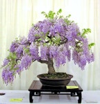 중원분재.조경농원 | Learn 7 Great Ways to Care for Your New Bonsai Tree #BonsaiTreesforBeginners | 조경