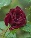 플로라꽃.마름세상 | Pin de 진희 장 en Flora's Kingdom | Rosas bonitas, Mejores flores, Flores