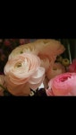 Blossom에 있는 Kate Choi님의 핀